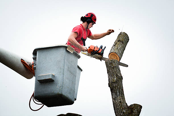 Leaf Removal in Clay, CA